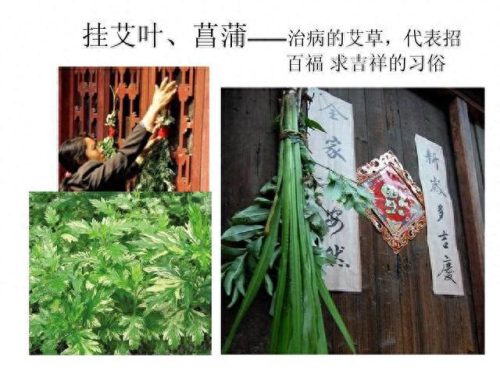 艾叶水分含量排名前十(一般艾叶多少钱一斤)插图1