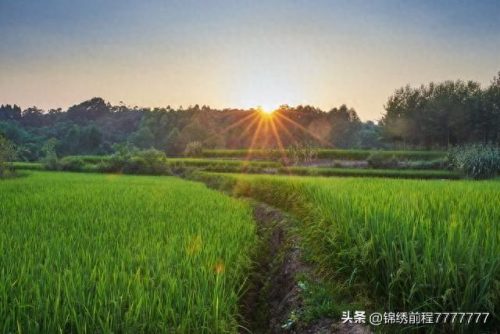 中国十大优质大米排行榜第一(国内最好的大米排行)插图10