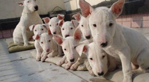 十大最佳犬种排行榜第一(十大名犬排行榜最新)插图16