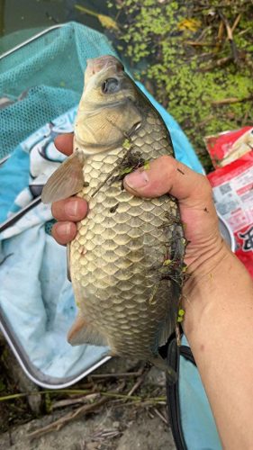 十大喜欢钓鱼的鱼类排行榜(通州十大免费钓鱼地方)插图1
