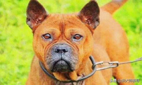 中国十大中型犬排行榜(大中型犬推荐品种)插图7