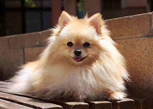 最便宜的十大名犬排行榜(十大巨犬排行榜)插图15