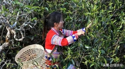 普洱生茶排名前十(普洱生茶十大排名)插图1