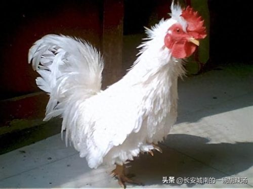 中国十大名鸡特色排行榜(麻椒鸡十大品牌)插图1