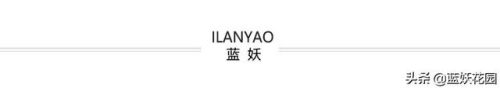 耐旱耐晒植物排名前十(办公室耐寒耐旱耐晒)插图10
