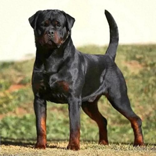 十大凶猛大型犬排行榜(十大凶猛的小型犬)插图1