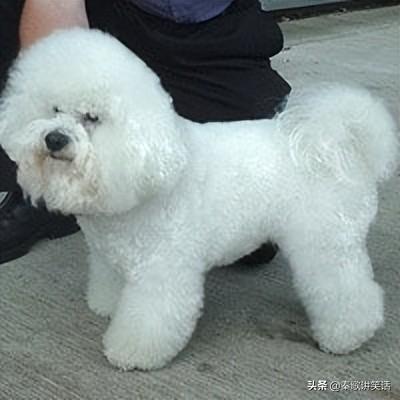 世界十大小型犬排行榜图片(十大最好的小型犬排名)插图3