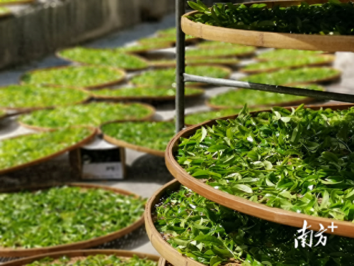 广东省十大名茶排行榜(广东十大名酒)插图2