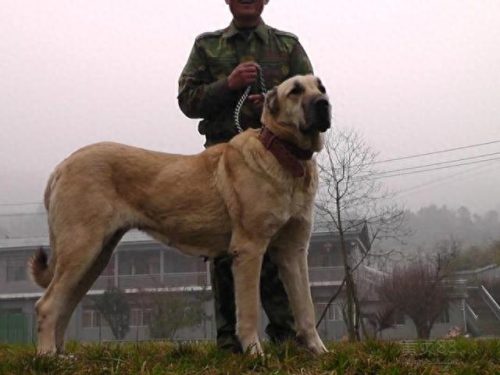 十大凶犬排行榜图片高清(中国十大最凶犬)插图10