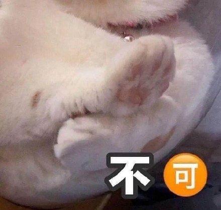 表情包猫咪十大排行榜(十大猫咪颜值大排名)插图26