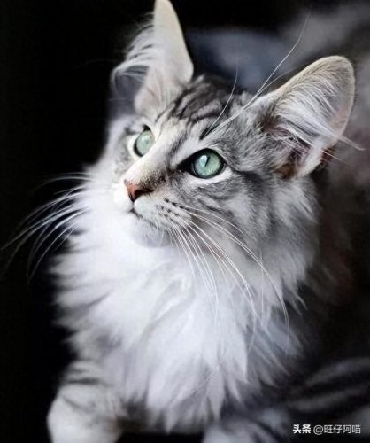 宠物猫咪十大排行榜(国内十大宠物猫排行榜)插图8