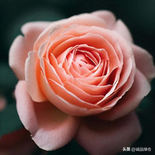 优秀 月季品种排名前十(耐寒的月季品种排名)插图2