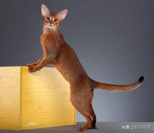 宠物猫咪十大排行榜(国内十大宠物猫排行榜)插图7