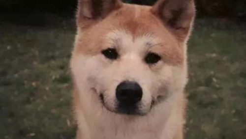十大最佳犬种排行榜第一(十大名犬排行榜最新)插图4