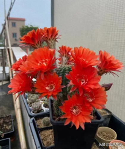 耐旱耐晒植物排名前十(办公室耐寒耐旱耐晒)插图4