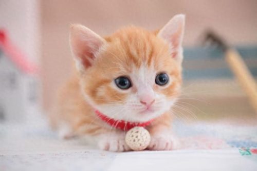 最美的十大猫咪品种排行榜(养什么品种猫咪比较好)插图4