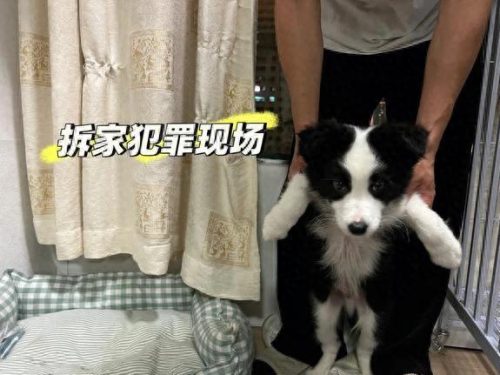 狗狗培训机构排名前十(北京狗狗寄养训练机构)插图12