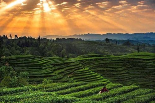 成都独立茶室排名前十(成都最隐蔽的茶室)插图20