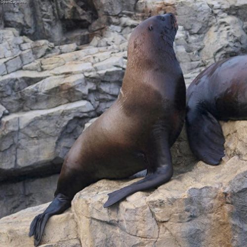 日本十大水族馆排行榜(日本鸟羽水族馆)插图11