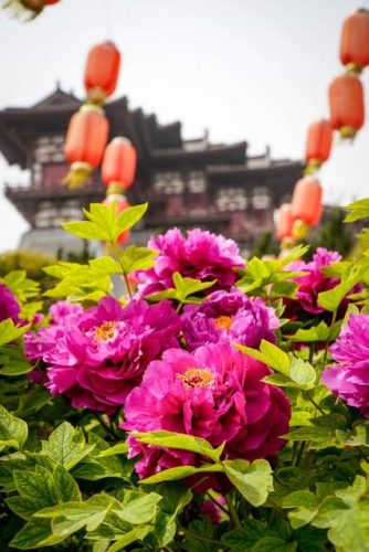 洛阳红色餐厅排名前十(洛阳口碑好的餐厅)插图14