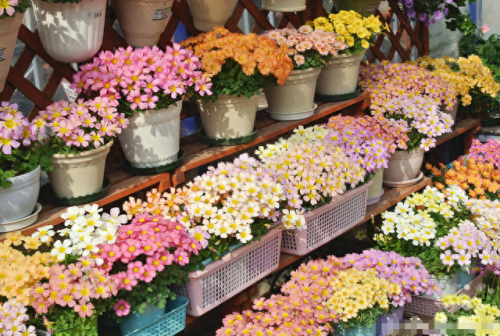 十大最易买的花卉排行榜(昌平十大花卉市场)插图7