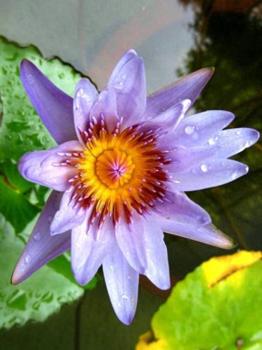 最贵的十大名花排行榜中国(中国的十大名花排行)插图6