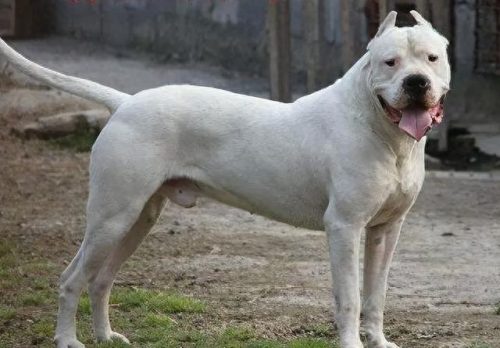 十大凶犬排行榜图片高清(中国十大最凶犬)插图8