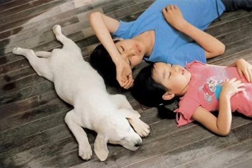 狗电影十大排行榜导盲犬(一只导盲犬需要多少钱)插图7