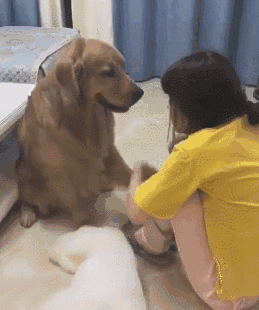 最便宜的十大名犬排行榜(十大巨犬排行榜)插图8