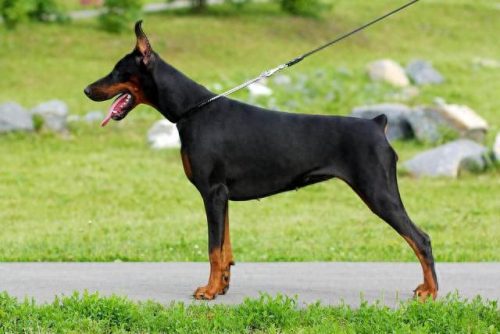 犬排名前十的狗狗(狗狗驱虫药十大排名)插图4