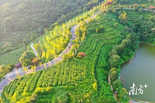 广东省十大名茶排行榜(广东十大名酒)插图4