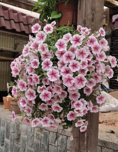 十大最易买的花卉排行榜(昌平十大花卉市场)插图4