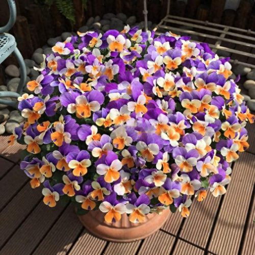 十大最易买的花卉排行榜(昌平十大花卉市场)插图27