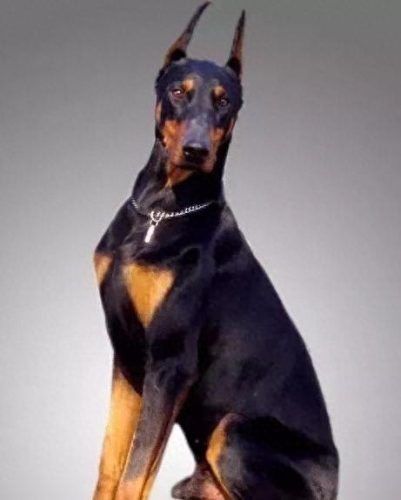 十大最佳犬种排行榜第一(十大名犬排行榜最新)插图10
