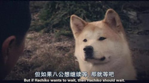 十大最佳犬种排行榜第一(十大名犬排行榜最新)插图3