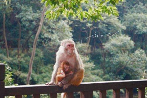 贵州十大风水景区排行榜(贵州十大景点名单排名榜)插图8
