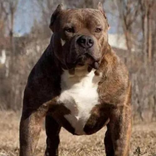 十大凶猛大型犬排行榜(十大凶猛的小型犬)插图9