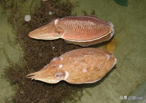 优质海产鱼类排名前十(漳浦野生海产鱼类多吗)插图6