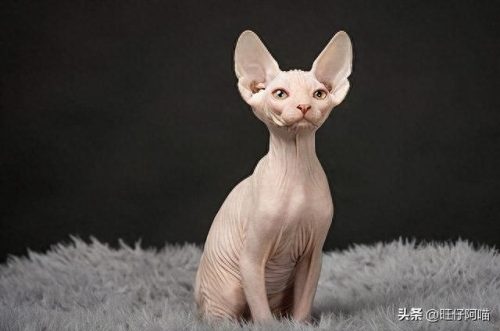 宠物猫咪十大排行榜(国内十大宠物猫排行榜)插图6