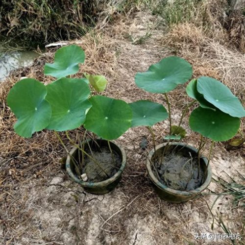 植物净水效率排名前十(目前净水最好的技术)插图9