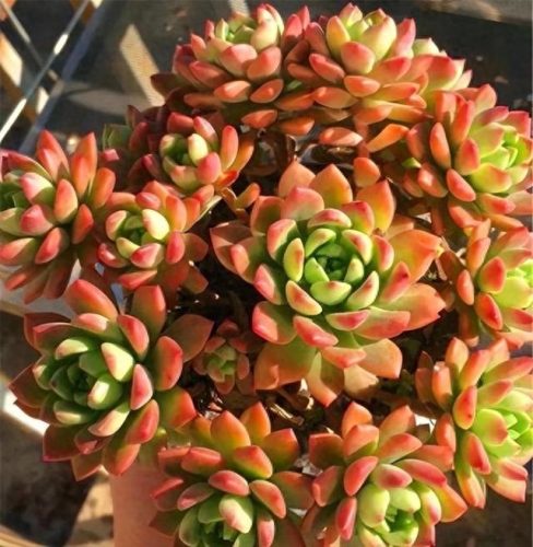 十大皮实好养多肉排行榜(十大皮实好养多肉)插图1