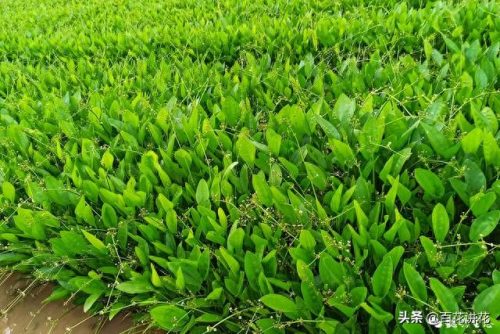 植物净水效率排名前十(目前净水最好的技术)插图24