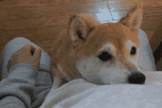 十大最佳犬种排行榜第一(十大名犬排行榜最新)插图17