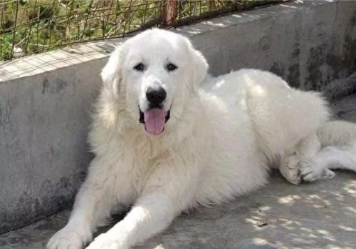 十大最佳犬种排行榜第一(十大名犬排行榜最新)插图14