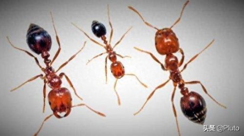 中国十大有毒的昆虫排行榜(十大有毒昆虫图片)插图2