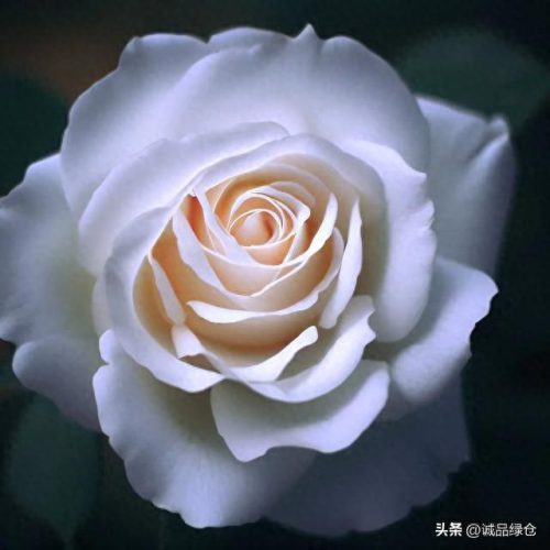 优秀 月季品种排名前十(耐寒的月季品种排名)插图7