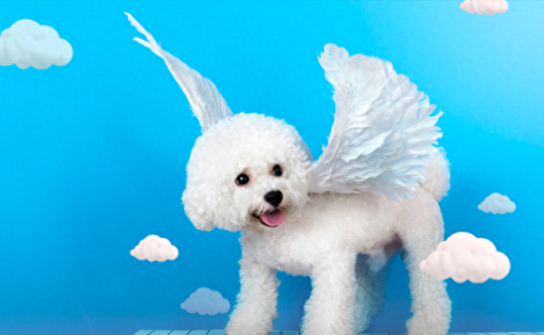 最便宜的十大名犬排行榜(十大巨犬排行榜)插图3