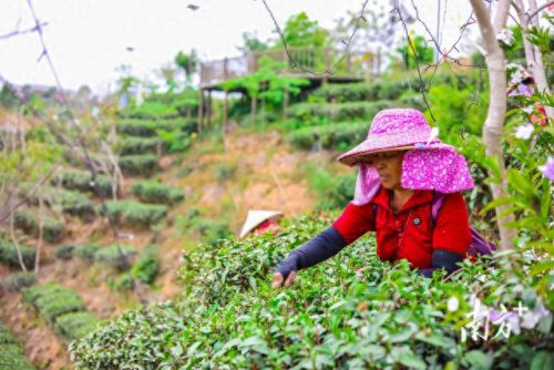 广东省十大名茶排行榜(广东十大名酒)插图13