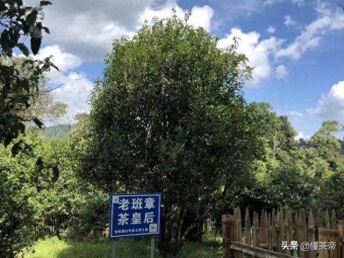 普洱生茶排名前十(普洱生茶十大排名)插图2