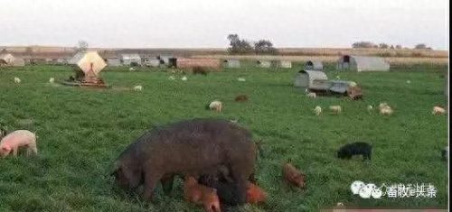 西班牙养殖猪场排名前十(隆化县最大的养殖猪场)插图13